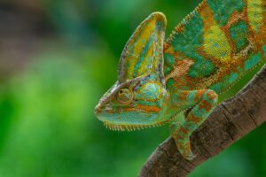 veled chameleon